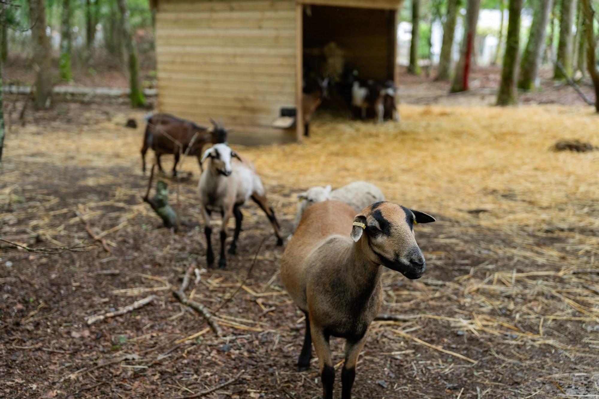 Sunelia Le Petit Bois Mesquer Exterior foto